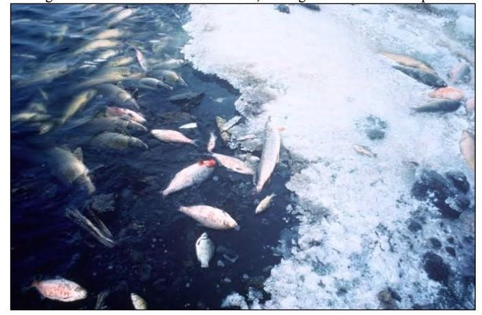 https://sdimg.blob.core.windows.net/images/ShuleDirect/18101/Original/water_pollution_1653473757992.png